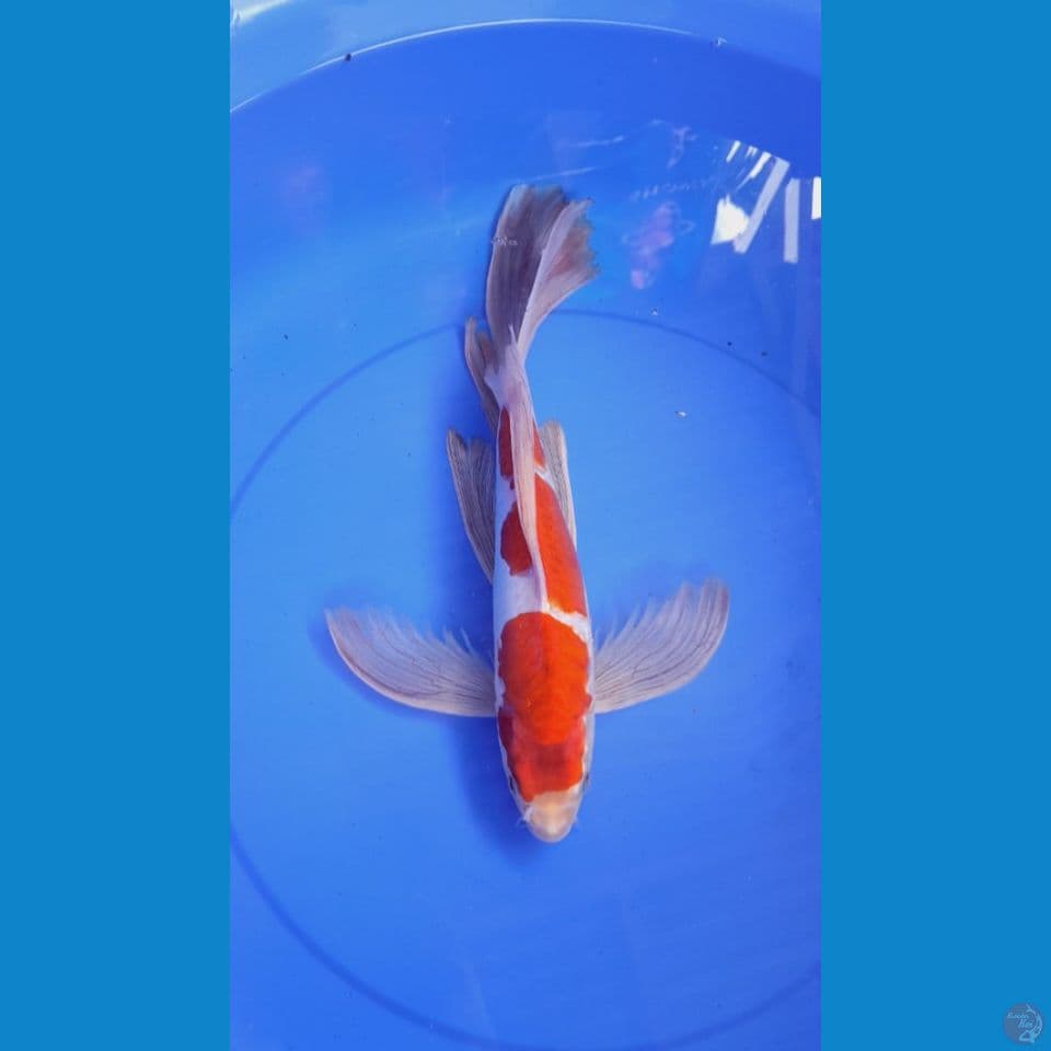 Kohaku Doitsu Kumpay 38cm