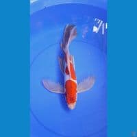 Kohaku Doitsu Kumpay 38cm