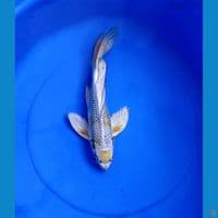 kumpay 35 cm