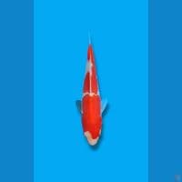 Kohaku Doitsu 22cm