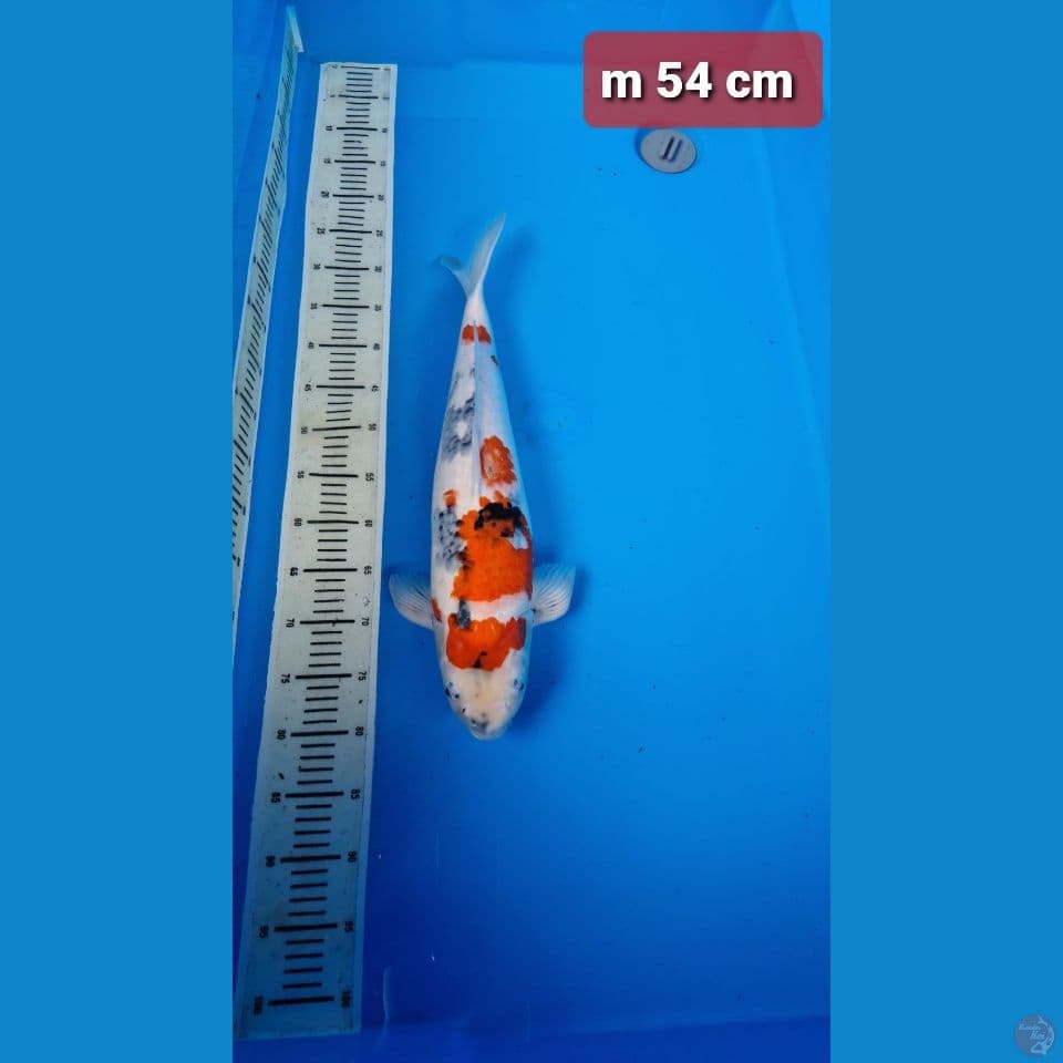 kindai 54 cm male ori