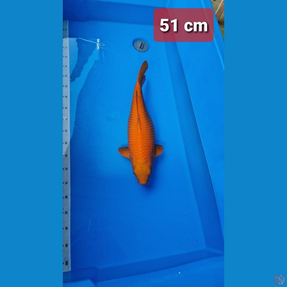 karamel jumbo  51 cm betina
