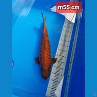 chagoi tembaga 55 cm male