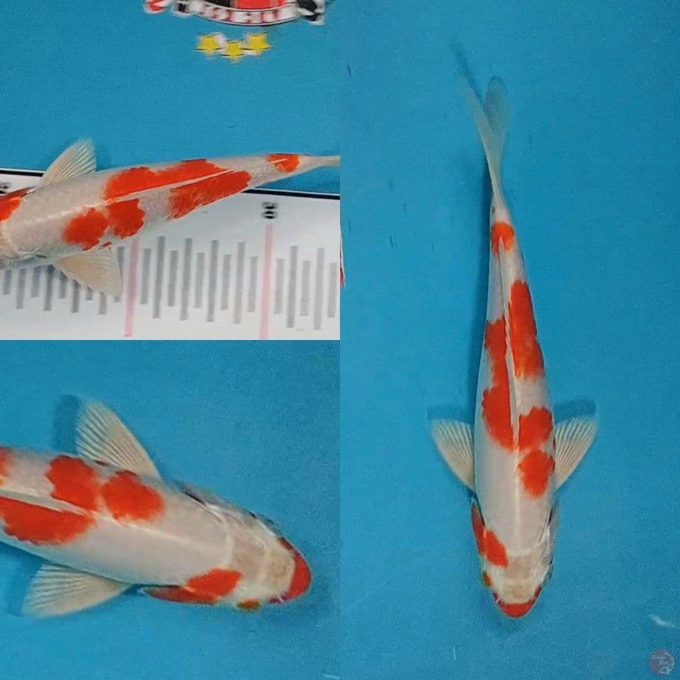 Sakura Ogon 20 cm