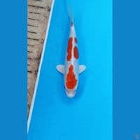 Kikushui 13cm