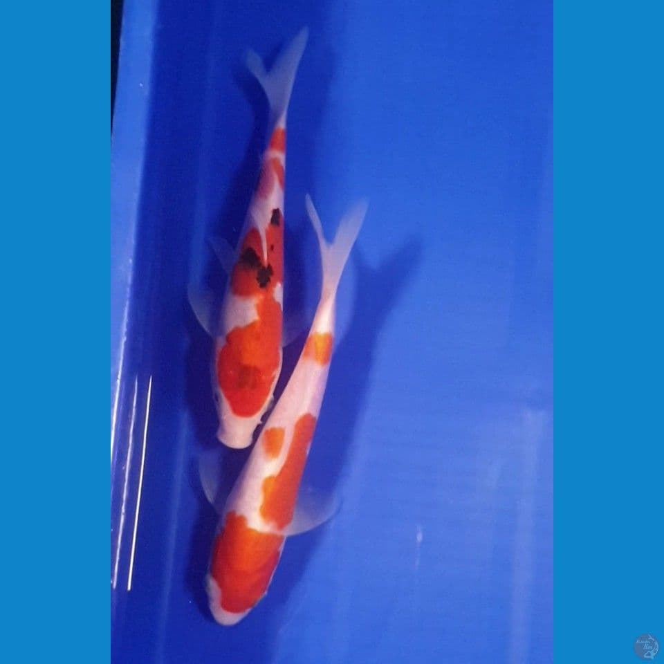 22cm KOHAKU - SANKE 
