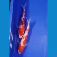 22cm KOHAKU - SANKE 