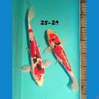 25-29 DOITSU SANKE