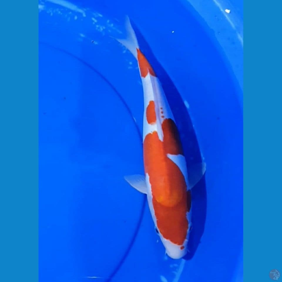 Kohaku Doitsu 35 cm