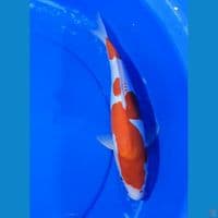 Kohaku Doitsu 35 cm