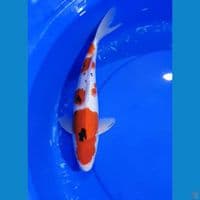 Sanke 37 cm