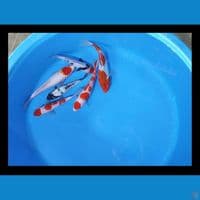 Mixeer joss 2 19-21 cm
