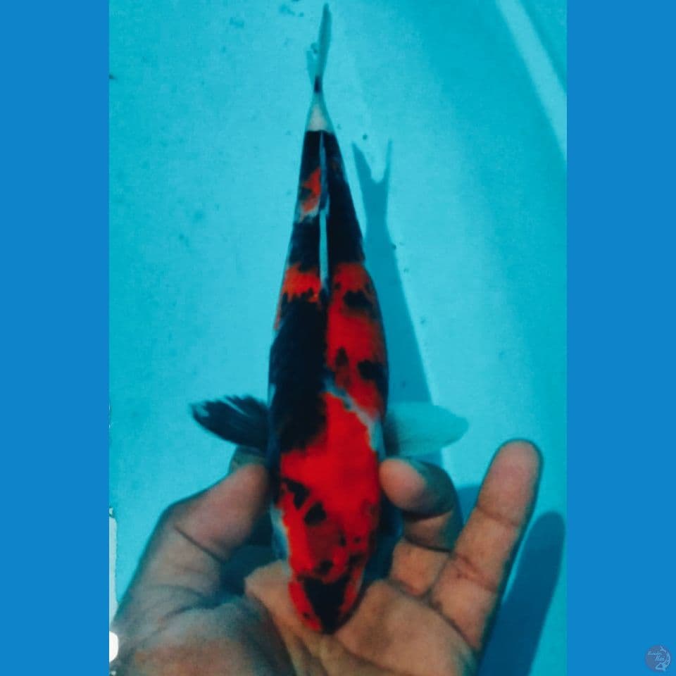 HI SHOWA 27CM