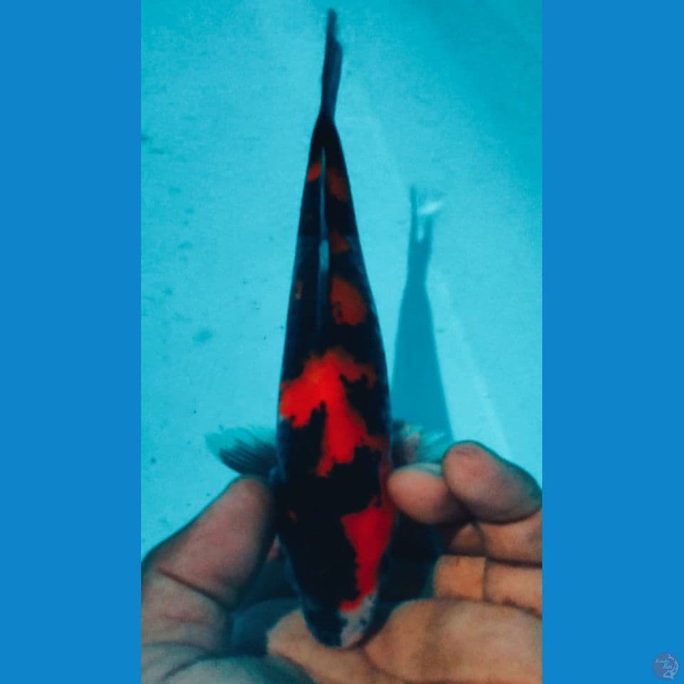 BLACK DRAGON 21CM
