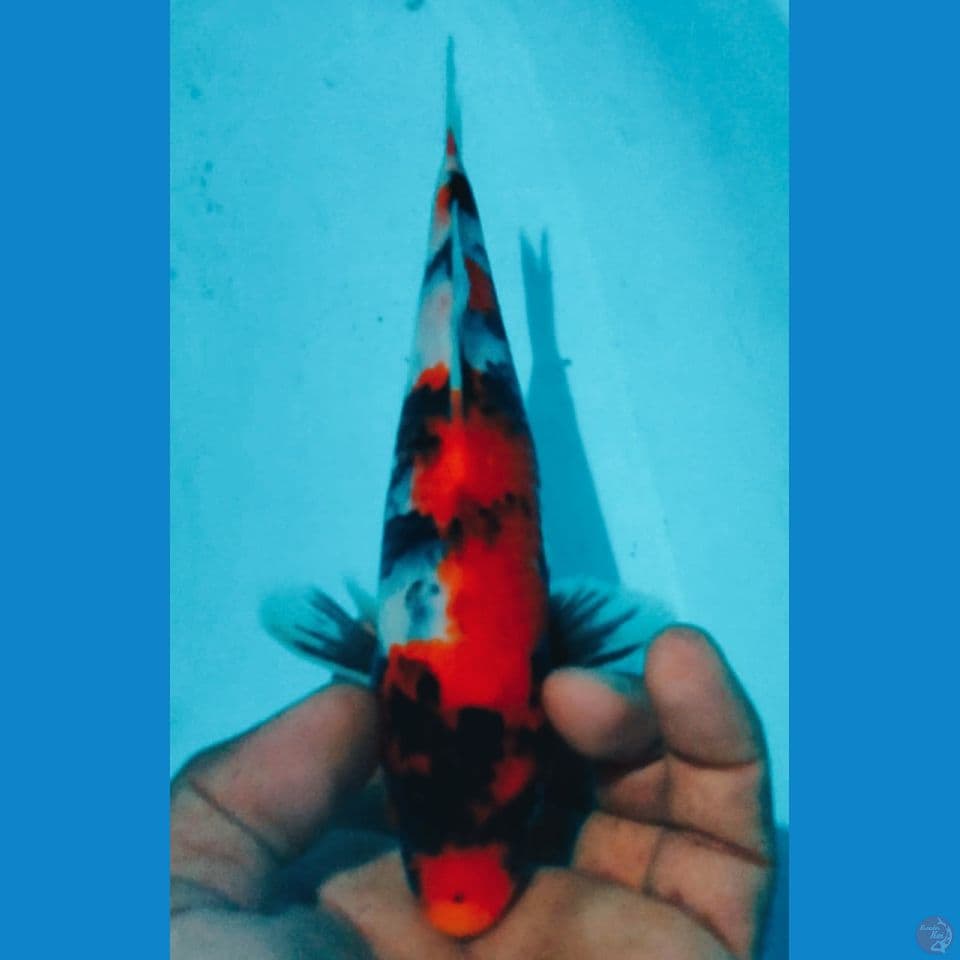 SHOWA 24CM
