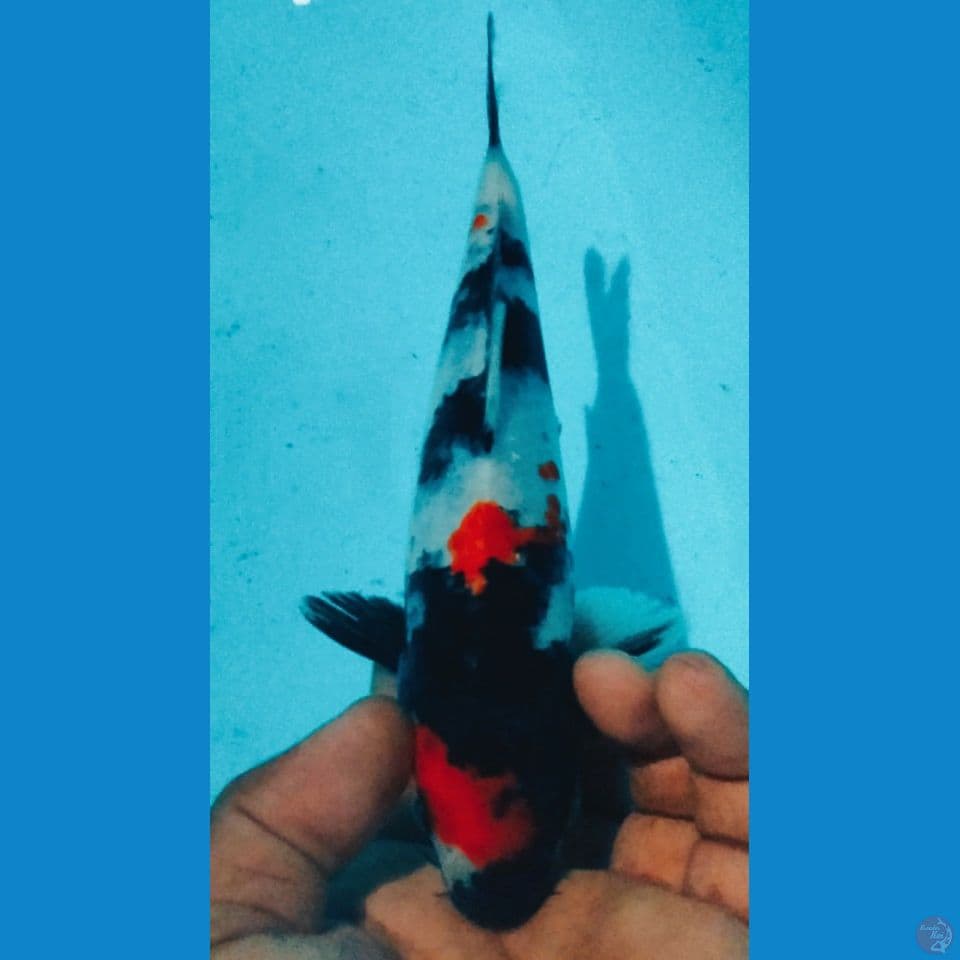 SHOWA 24CM
