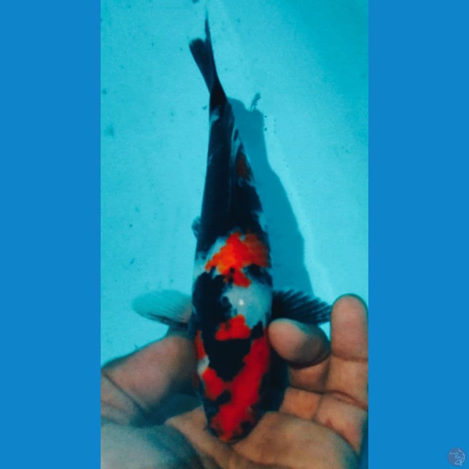 SHOWA 24CM