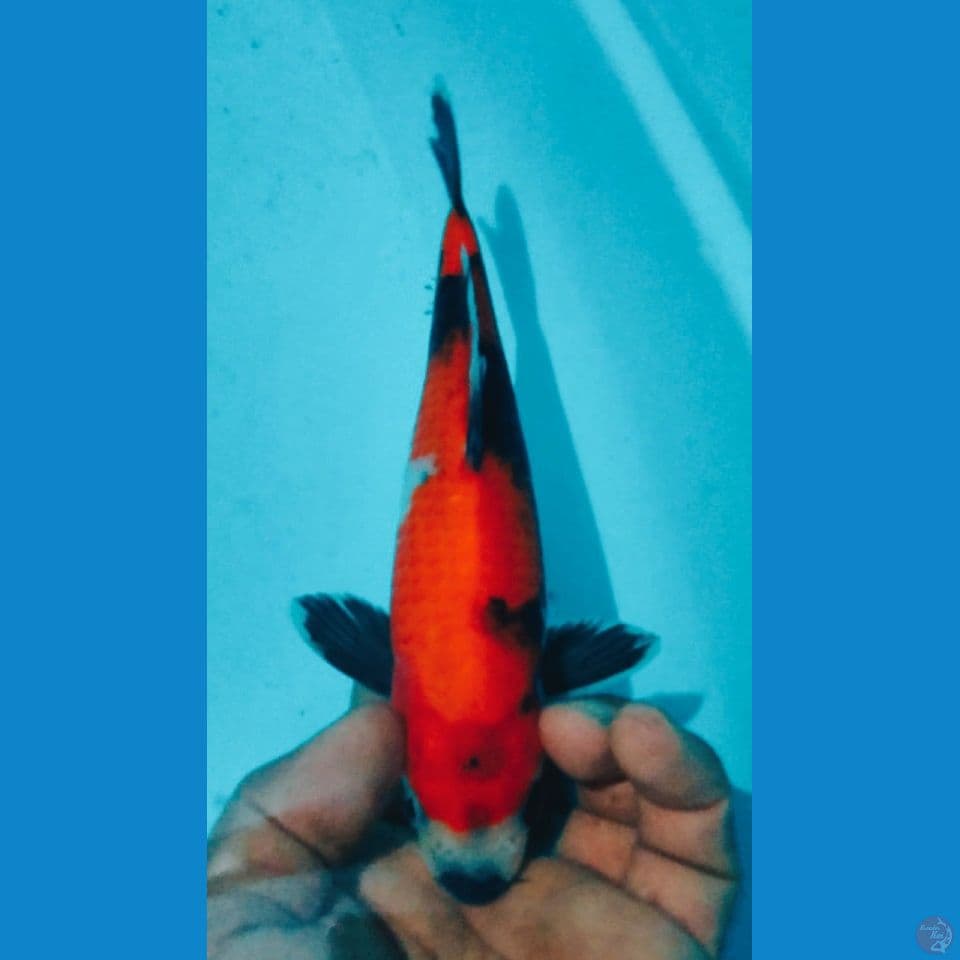 HI SHOWA 22CM