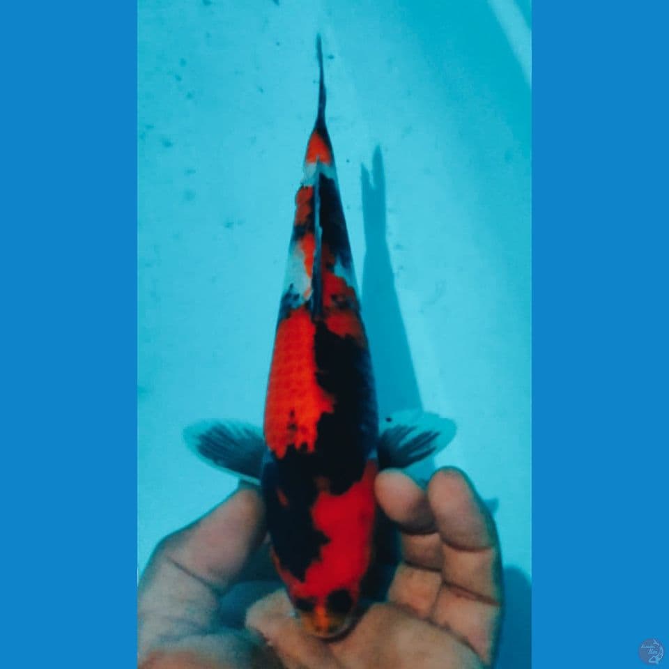 SHOWA 26CM