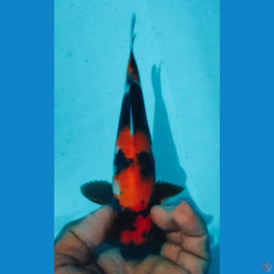 HI SHOWA 22CM