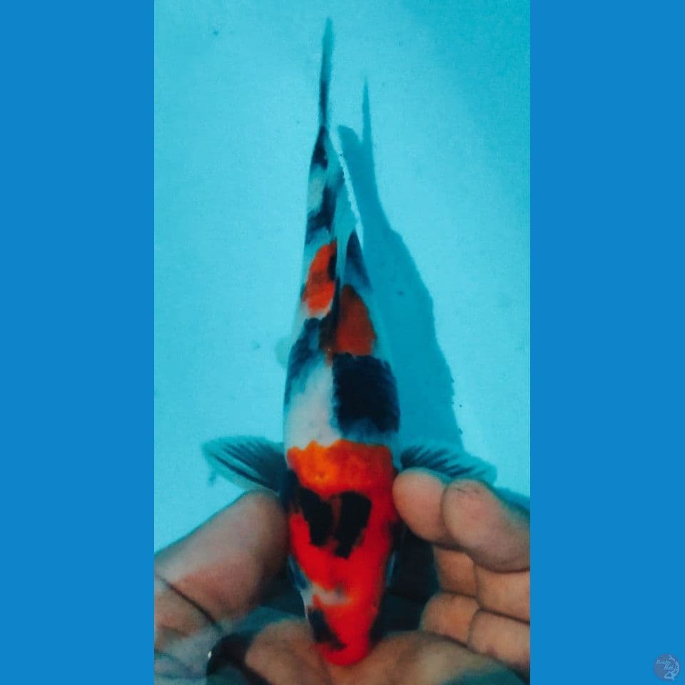 SHOWA 20CM