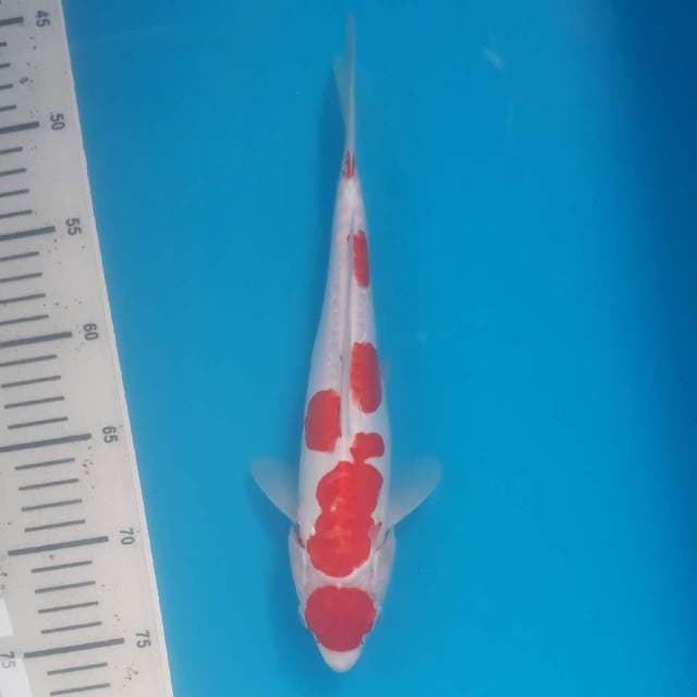 MARUTEN KOHAKU DOITSU ORI MULUS