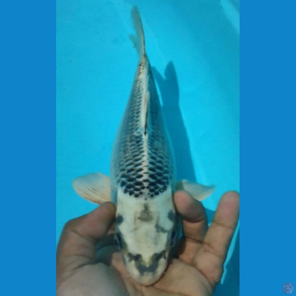 TAMASABA 26CM