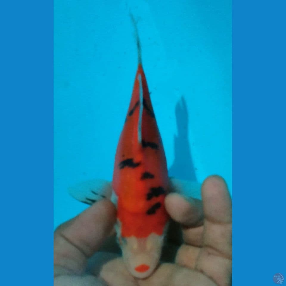 TAMASABA18CM