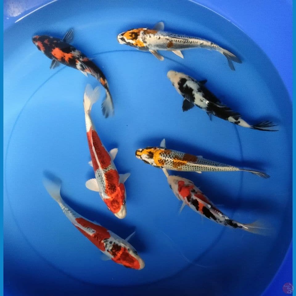 MIX 17/20CM