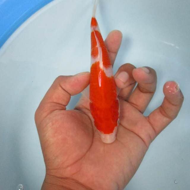 Kohaku 3 step