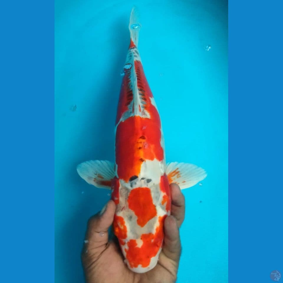 KUJAKU DOITSU 47CM