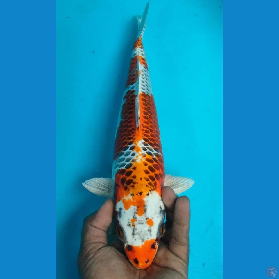KUJAKU 38CM