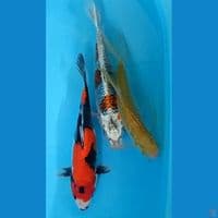 3 ekor : Showa,kujaku, sleyer kaviat 