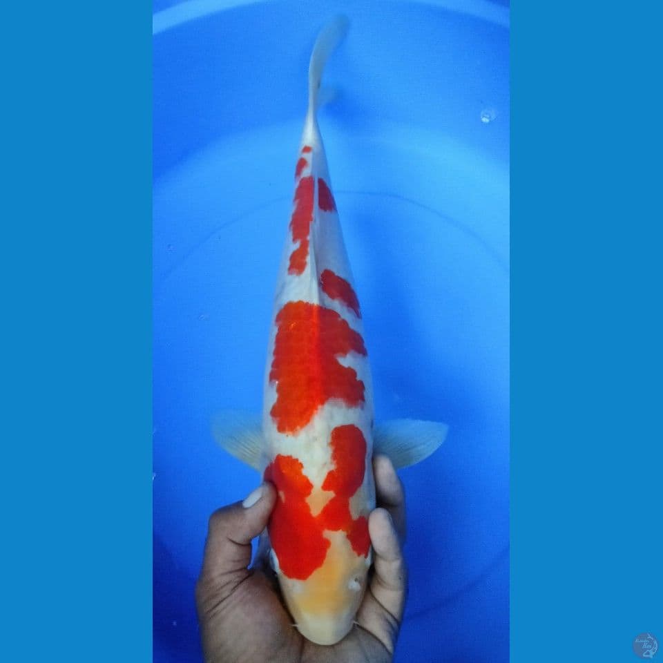 KOHAKU 45CM