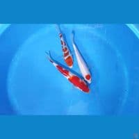 Kohaku nyoh 20-21 cm