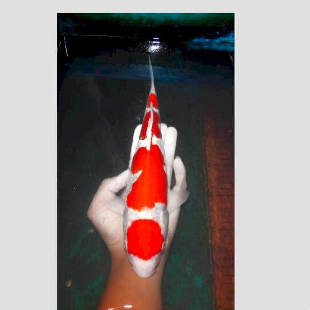 kohaku sisik cakep