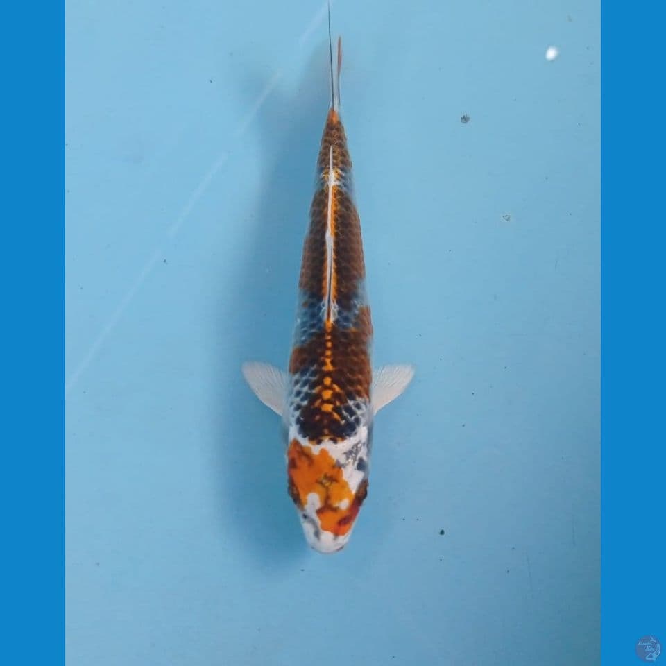 kujaku, 16 cm
