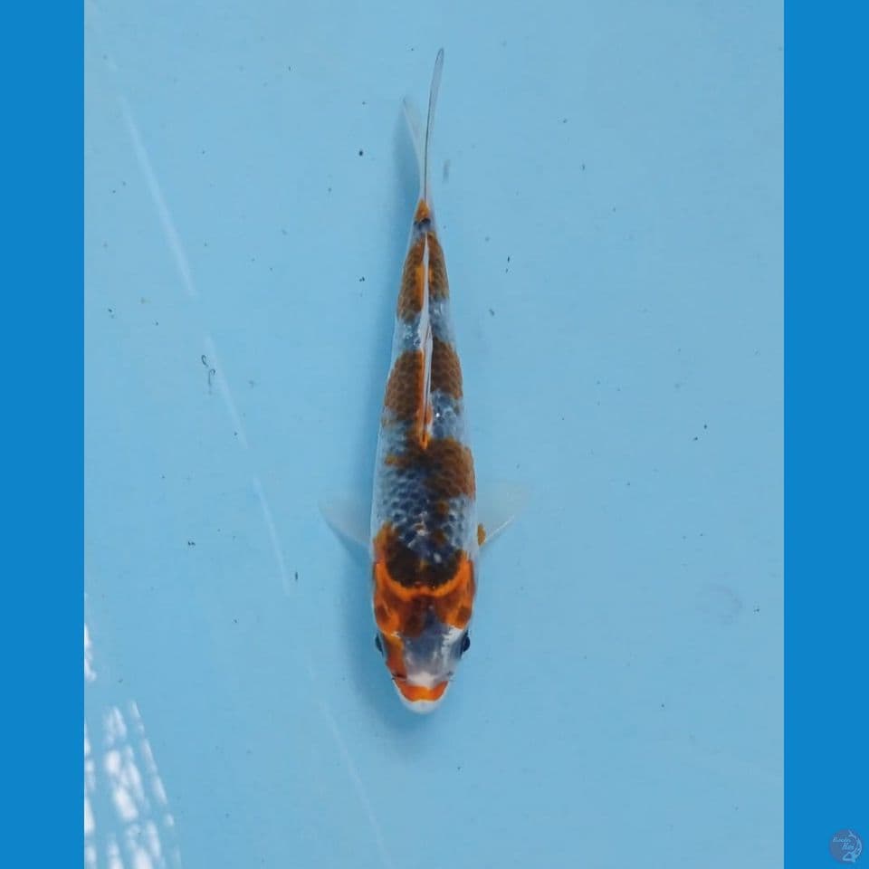 goshiki, 14 cm