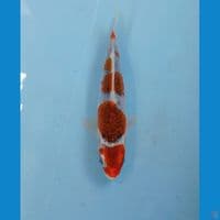 goshiki, 19 cm