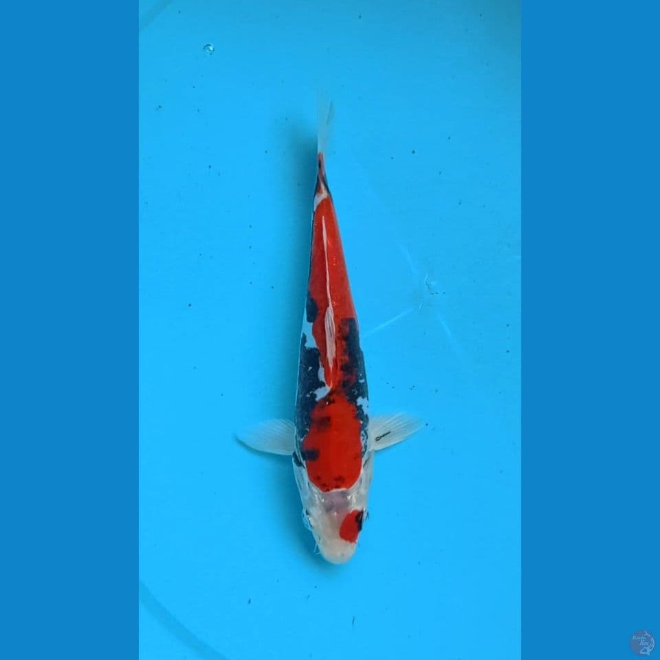 Beni Kumonryu 18cm 
