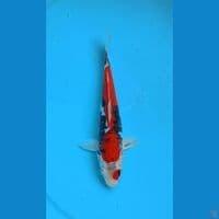 Beni Kumonryu 18cm 