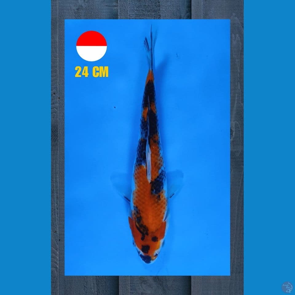 Showa 24cm
