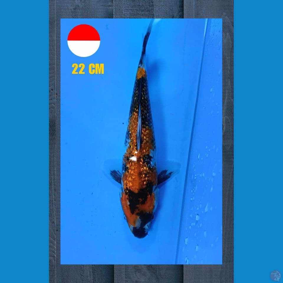 Showa 22cm