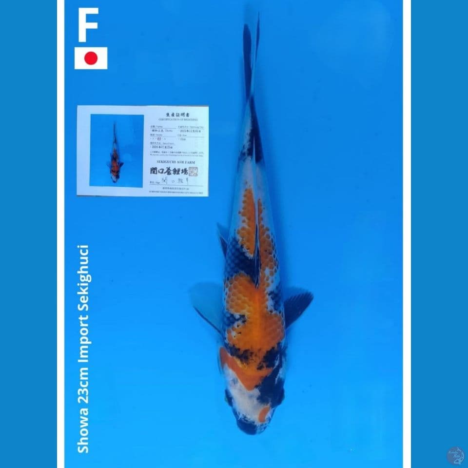 Import showa 23 cm