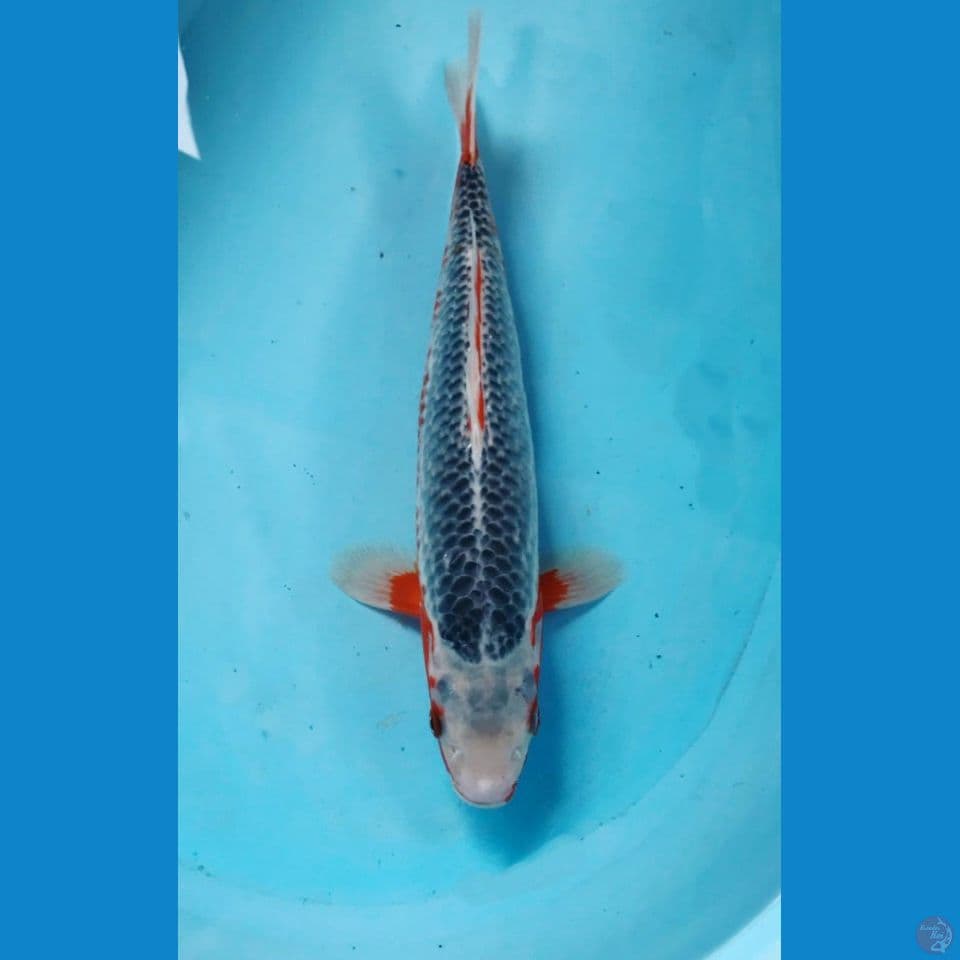asagi 18cm