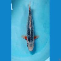 asagi 18cm