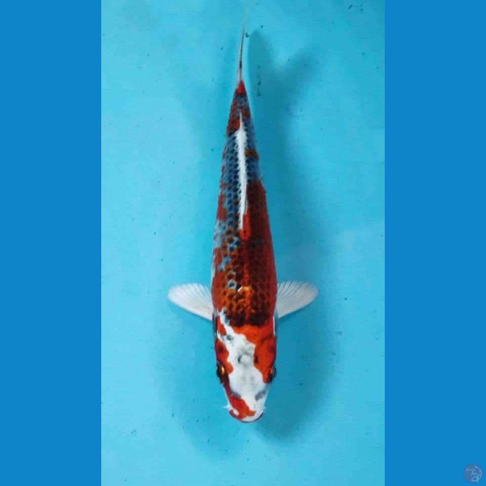 kujaku 17cm