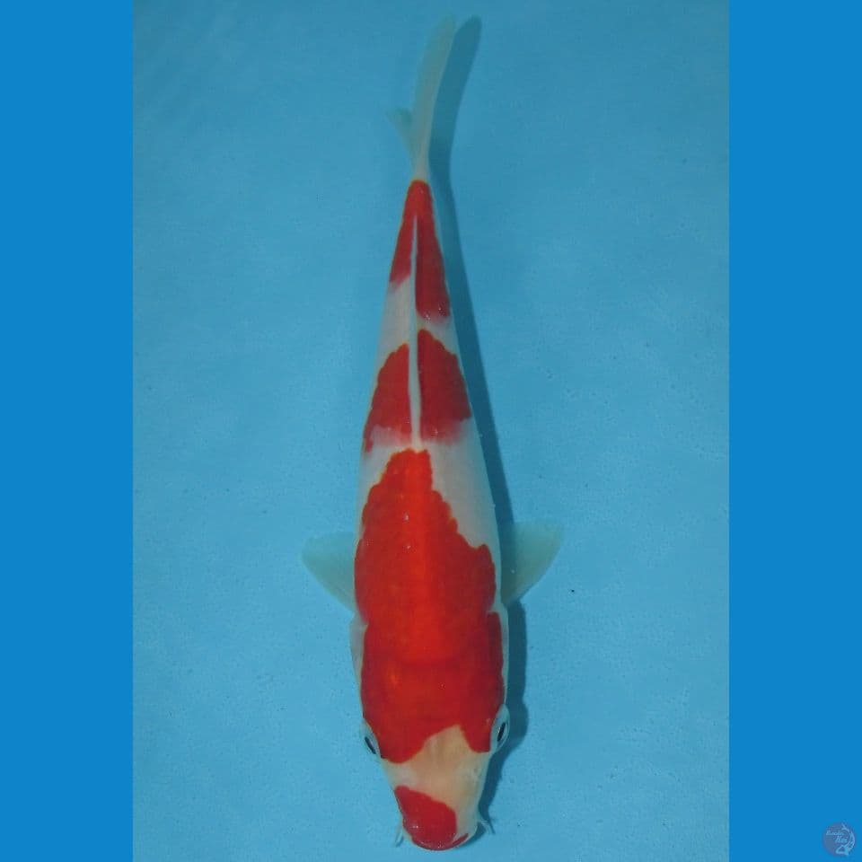 Kuchibeni Kohaku (18cm)