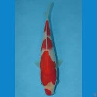 Kuchibeni Kohaku (18cm)