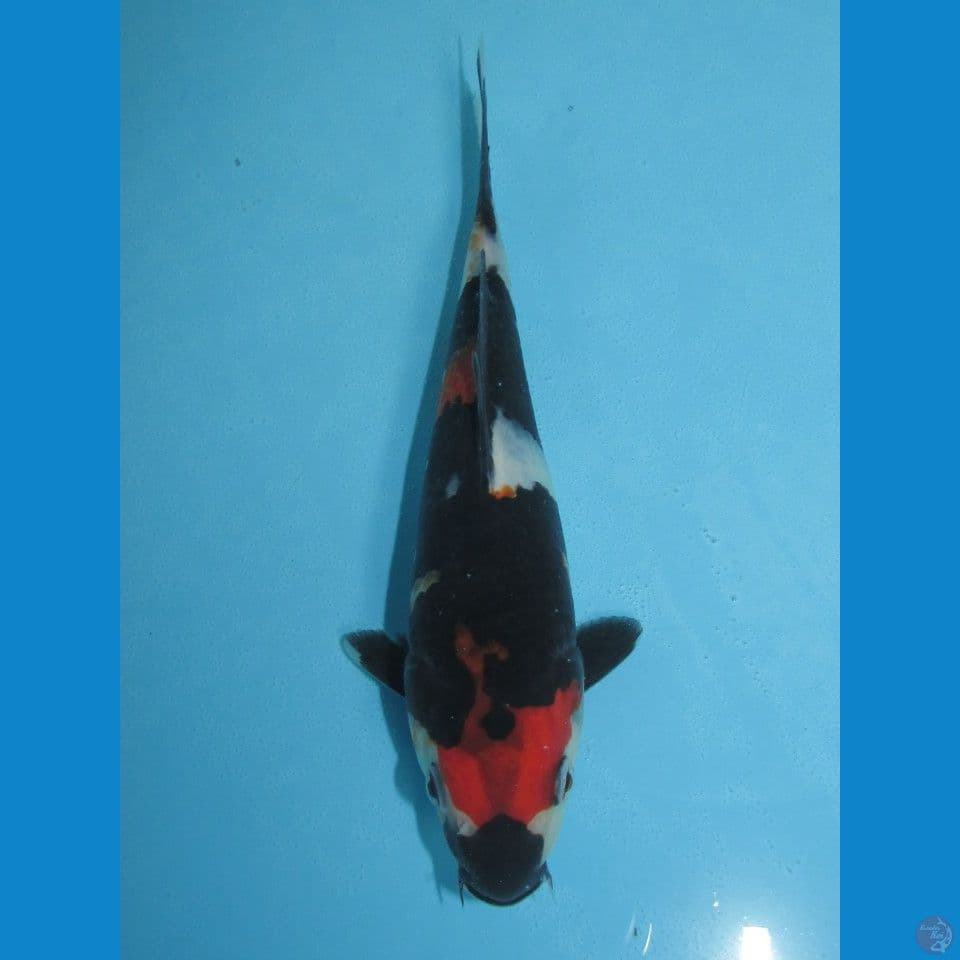 Showa (17cm)
